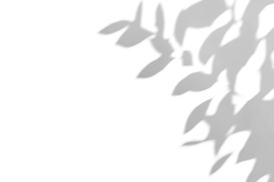 shadow overlay effects of realistic abstract natural tree leaves shadow on wall background,Summer sunlight and shadow overlay effect,shadow for photo interior backdrop studio mockup - Powered by Adobe