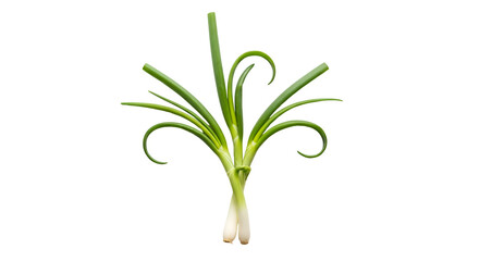 Obraz premium Fresh Spring Onions are Isolated Against Transparent Background in Studio Shot Still Life