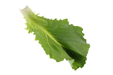 Single, crisp, and fresh green romaine salad, lettuce leaf isolated on white, transparent...