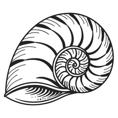 nautilus shell isolated on white background