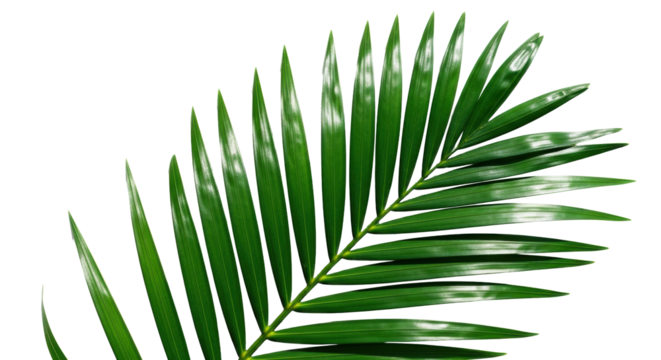 Pristine, deep emerald green palm frond, highly glossy and waxy, with intricate veins, illuminated by sun-drenched natural light against a transparent background, photorealistic macro close-up.