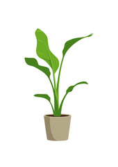 Banana Plant Vector Illustration in Clay Pot on White Background