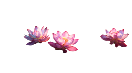 A beautiful pink lotus flower blooming in a pond, a zen symbol of purity and enlightenment, a serene nature background for meditation, yoga and spa, a peaceful, tranquil water garden.
Transparent.