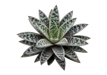 Robust Silver Squill (Ledebouria socialis) plant with mottled silvery-grey, emerald green, dark purple succulent leaves, on a transparent background, concept of natural botanical artistry