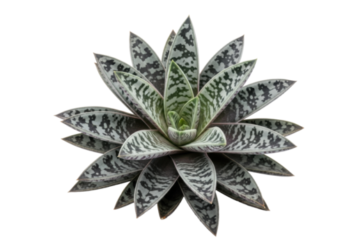 Robust Silver Squill (Ledebouria socialis) plant with mottled silvery-grey, emerald green, dark purple succulent leaves, on a transparent background, concept of natural botanical artistry