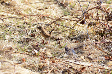Eurasian Wren, Troglodytes troglodytes, small wild bird standing on dry grass ground searching for insect.