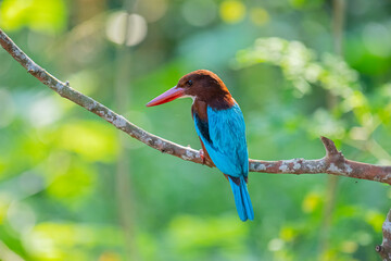 A stunning White-throated Kingfisher perches on a branch, its vibrant blue wings, reddish-brown head, and red beak standing out against a soft, green background.