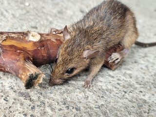 Wild mice are common in homes. A small mouse poses on a cement floor.