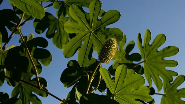 Castor oil plant species known as Ricinus communis, perennial flowering plant belonging to the spurge family