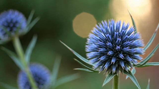 spherical blue flower head from the Echinops Ritro plant in cultivated outdoor space during the warmer months