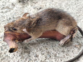 Wild mice are common in homes. A small mouse poses on a cement floor.