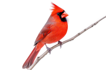 Male northern cardinal perched on a branch isolated on transparent background