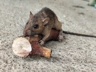 Wild mice are common in homes. A small mouse poses on a cement floor.