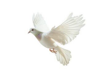 Obraz premium White dove flying isolated on transparent background, a symbol of peace and freedom