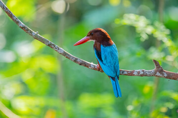 A stunning White-throated Kingfisher perches on a branch, its vibrant blue wings, reddish-brown head, and red beak standing out against a soft, green background.