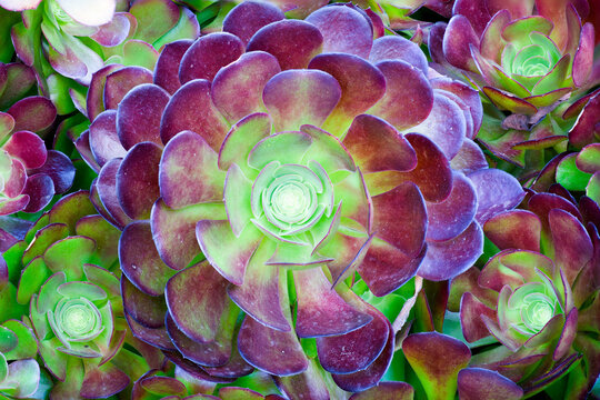Cluster of vibrant green and purple succulents.