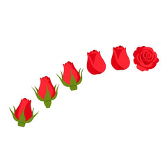 Red Rose Bud Development Sequence Isolated on White Background Blooming Floral Stages