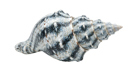 Isolated Sea Shell