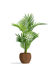Areca Palm Vector Illustration in White Pot on White Background