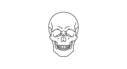 Line drawing of a human skull on a white background, perfect for medical or educational use