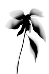 Shadow of wild flower silhouette white invertebrate.
