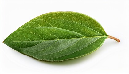Obraz premium a leaf of the milk flower cotoneaster cotoneaster coriaceus in august isolated on white background