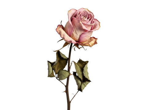 A single, isolated dried rose with papery pale pink petals edged in brown, brittle stem and curled leaves, soft diffused lighting on transparent background, quiet beauty in decay