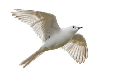 Isolated White Bird