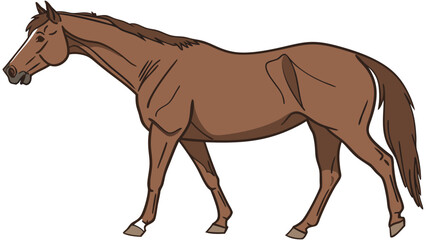 Obraz premium Brown Horse Walking Equine Illustration Farm Animal Clipart Equestrian Graphic Horse Anatomy Drawing.