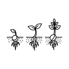Seedling Growth Stages Depicted in Black and White Line Art Illustration with Roots in Soil and Leaves Sprouting