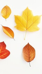 Fototapeta premium Colorful autumn leaves in various shades of red, orange, yellow, and brown isolated on white background for fall and Thanksgiving themes