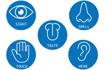 Five human senses editable stroke outline icons set. Five Senses line icons Five senses icon, representing the senses: eye (sight), nose (smell), ear (hearing), tongue (taste), and hand (touch) - idea
