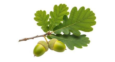 Isolated Oak Twig with Acorns