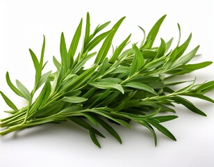 Fototapeta premium a close up of fresh tarragon sprigs with their narrow pointed leaves isolated on a white background