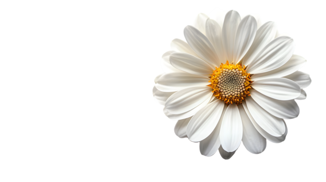 white flower isolated on a transparent background