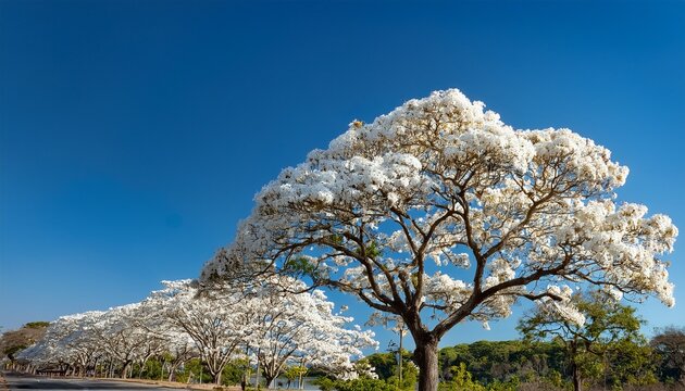 experience the mesmerizing beauty of a blooming white ipe tree where delicate white flowers are illuminated by sunlight against a backdrop of clear blue skies