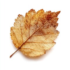 Fototapeta premium Brown autumn leave leaf chandelier botanical.