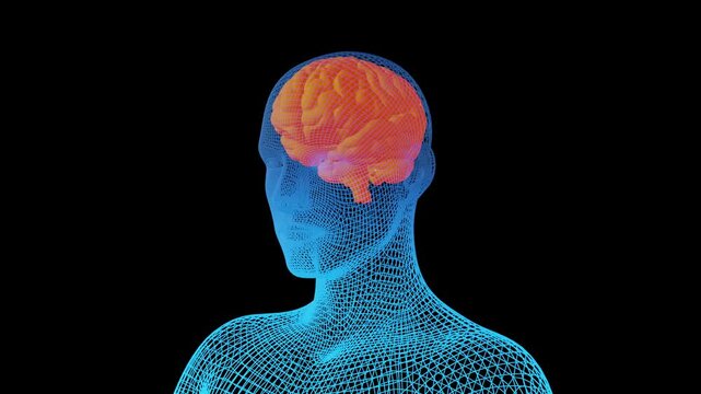 Brain of a human showing firing neurons in a wireframe rotating head - 3D illustration