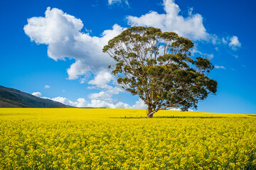 A breathtaking view of the Overberg region in South Africa’s Western Cape, where rolling fields of green and gold stretch toward the Langeberg mountains. These landscape offers expansive copy space