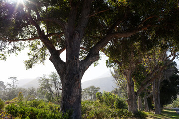 Large Tree with Mountain Backdrop, Hermanus South Africa