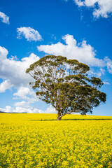 A breathtaking view of the Overberg region in South Africa’s Western Cape, where rolling fields of green and gold stretch toward the Langeberg mountains. These landscape offers expansive copy space