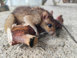 Wild mice are common in homes. A small mouse poses on a cement floor.