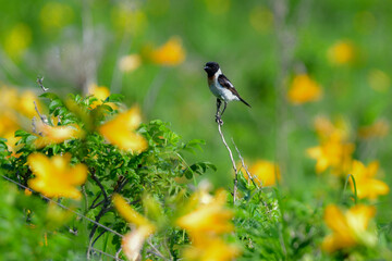 奥日光や北海道の草原で初夏に出会える白黒の美しい野鳥ノビタキと黄色いニッコウキスゲの花