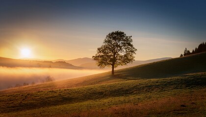 solitary tree on a foggy hillside during dawn light in a tranquil countryside setting