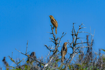 初夏から夏の北海道の草原で見ることができる迷彩色の不思議な野鳥アリスイ