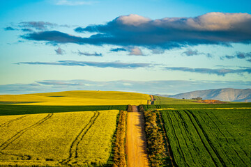 A breathtaking view of the Overberg region in South Africa’s Western Cape, where rolling fields of green and gold stretch toward the Langeberg mountains. These landscape offers expansive copy space