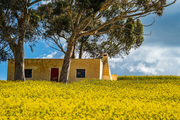 A breathtaking view of the Overberg region in South Africa’s Western Cape, where rolling fields of green and gold stretch toward the Langeberg mountains. These landscape offers expansive copy space