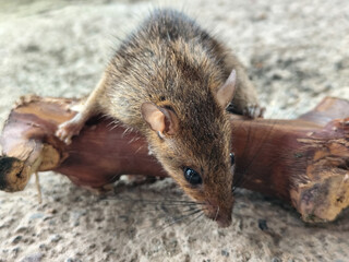 Wild mice are common in homes. A small mouse poses on a cement floor.