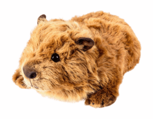  Top-Down View of Capybara Plush Toy, lying down, isolated