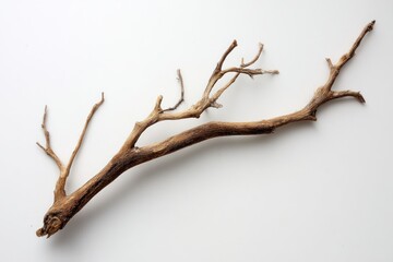 Fototapeta premium Isolated dry branch with twigs